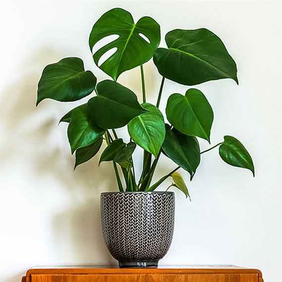 Monstera Deliciosa, Split-Leaf Philodendron – LV Plantas