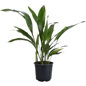 Cast Iron Plant, Pet Safe Live Houseplant, 6-Inch Pot, Graceful Indoor Air Purifier