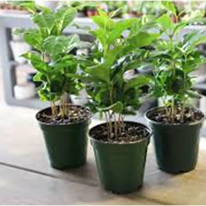 Arabica Coffee Plant, Indoor/Outdoor Air Purifier, Live Plant, Three 4 Pots, Produces Fragrant Flowers image 5