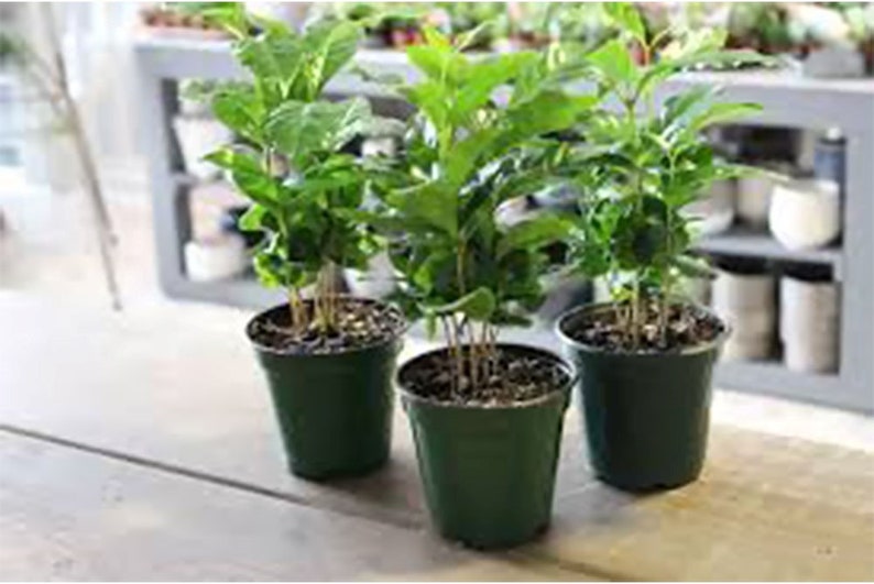 Arabica Coffee Plant, Indoor/Outdoor Air Purifier, Live Plant, Three 4 Pots, Produces Fragrant Flowers image 5