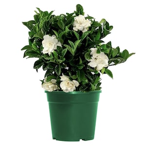 Gardenia Bush Veitchii Live Plant, 6" Pot, Indoor/Outdoor Air Purifier