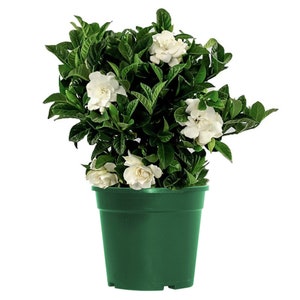 Gardenia Bush Veitchii Live Plant, 6" Pot, Indoor/Outdoor Air Purifier