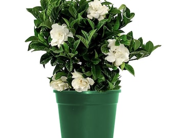 Gardenia Bush Veitchii Live Plant, 6" Pot, Indoor/Outdoor Air Purifier