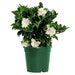 see more listings in the Flowering section