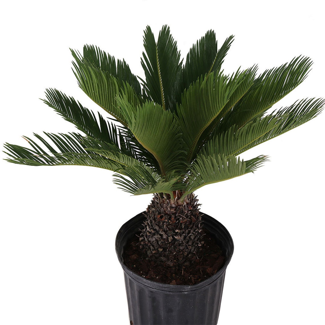 King Sago Palm Tree Live Plant 10 Pot Unique Outdoor Etsy