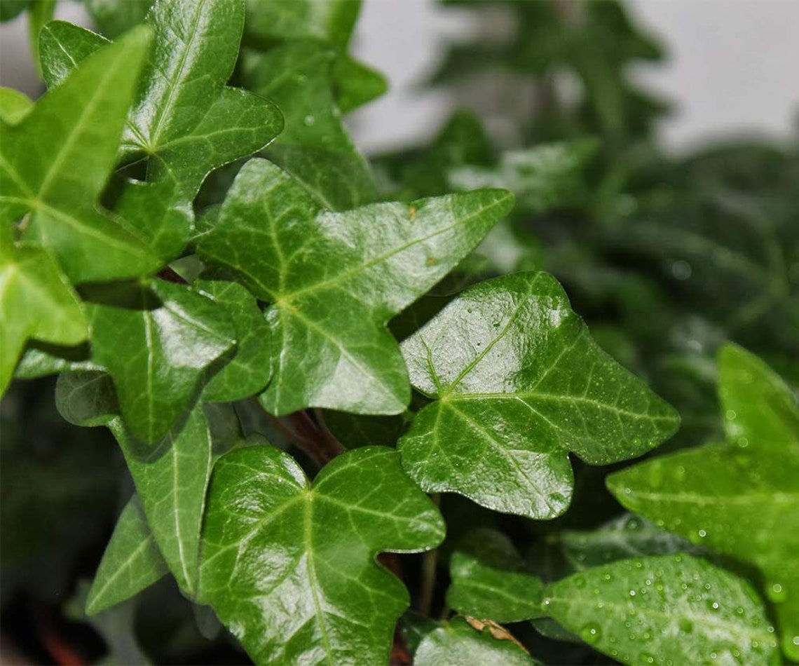 Needlepoint Ivy Elegant Trailing Vine Live Plant 6 Pot Etsy