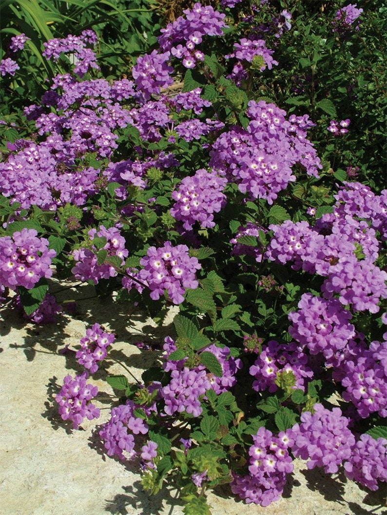 Lavender Lantana Plant Live Plant 6 Pot Purple Etsy