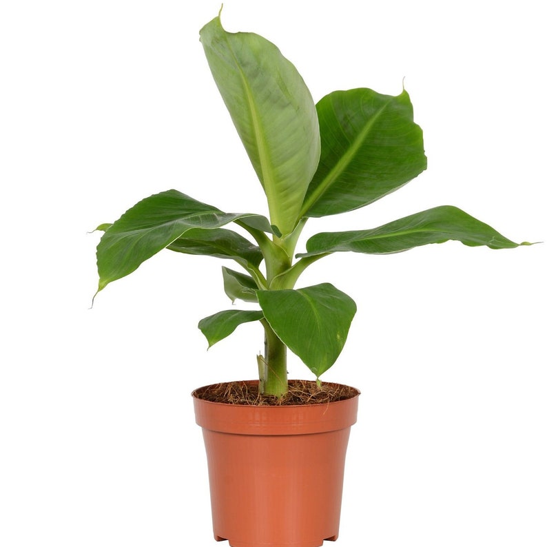 Super Dwarf Cavendish Banana Tree Indoor/Outdoor Live ...