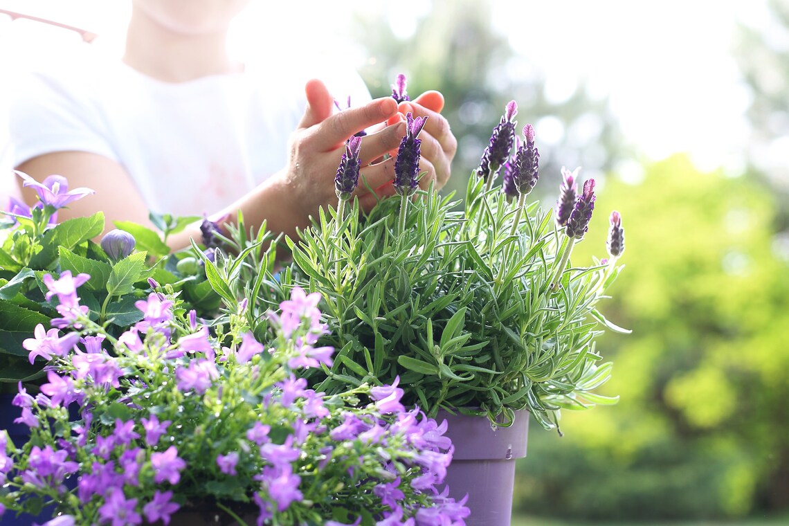 English Lavender Live Plant 6 Pot Fragrant Herb Etsy