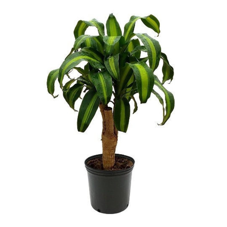 Dracaena Massangeana Live Corn Plant, 6 Pot, Indoor House Plant Live Tree & Easy Care Air Purifying Plant image 1