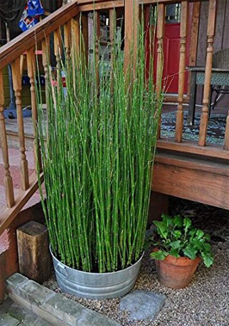 Horsetail Reed Equisetum Hyemale Bamboo Bush Houseplant Easy Etsy