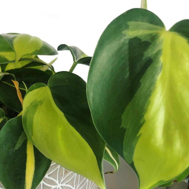 Philodendron Brasil Easy Care Live Plant 6 Pot image 2