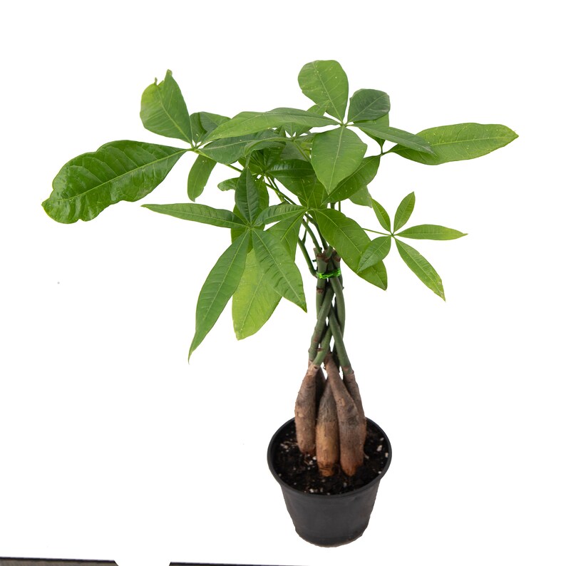 Braided Money Tree Indoor Air Purifier Live Houseplant Etsy