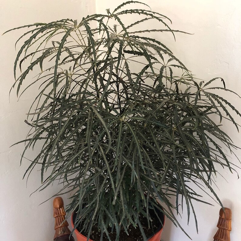 Arelia Elegantissima Plant Mary Jane Plant Live Plant Etsy