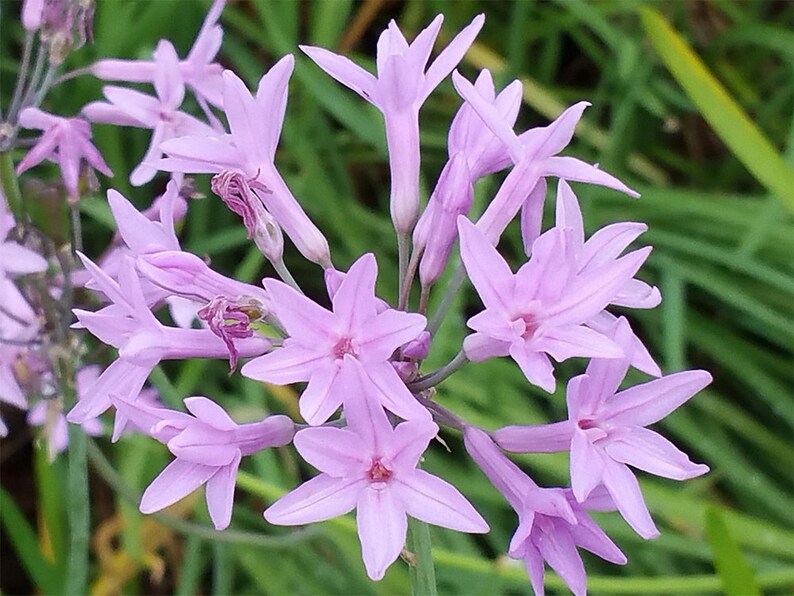 Society Garlic Live Plant 6 Pot Very Fragrant | Etsy
