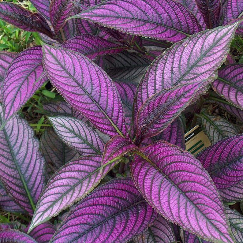 Persian Shield Expert Level Care Houseplant Live Etsy