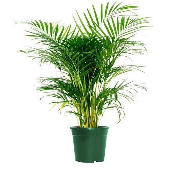 Drivers Areca Drivers Areca