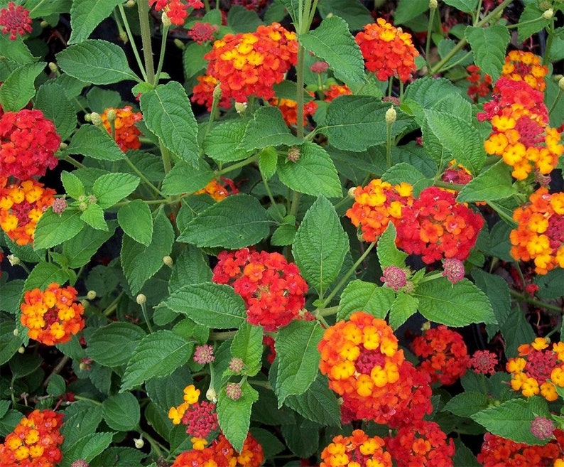 Dallas Red Lantana Plant 6 Pot Orange Blooms Etsy