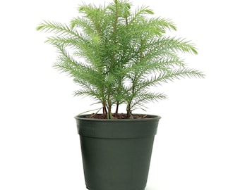 American Plant Exchange Norfolk Island Pine Tree, 4-Inch Pot, Easy Care Indoor & Outdoor Houseplant, Live Holiday Decor