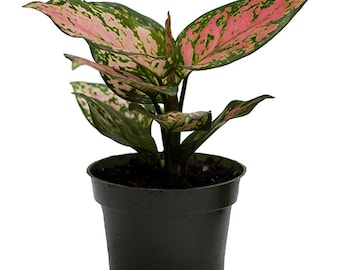 American Plant Exchange Live Aglaonema Wishes Valentine Plant, Chinese Evergreen Plant, Plant Pot for Home and Garden Decor, 4" Pot