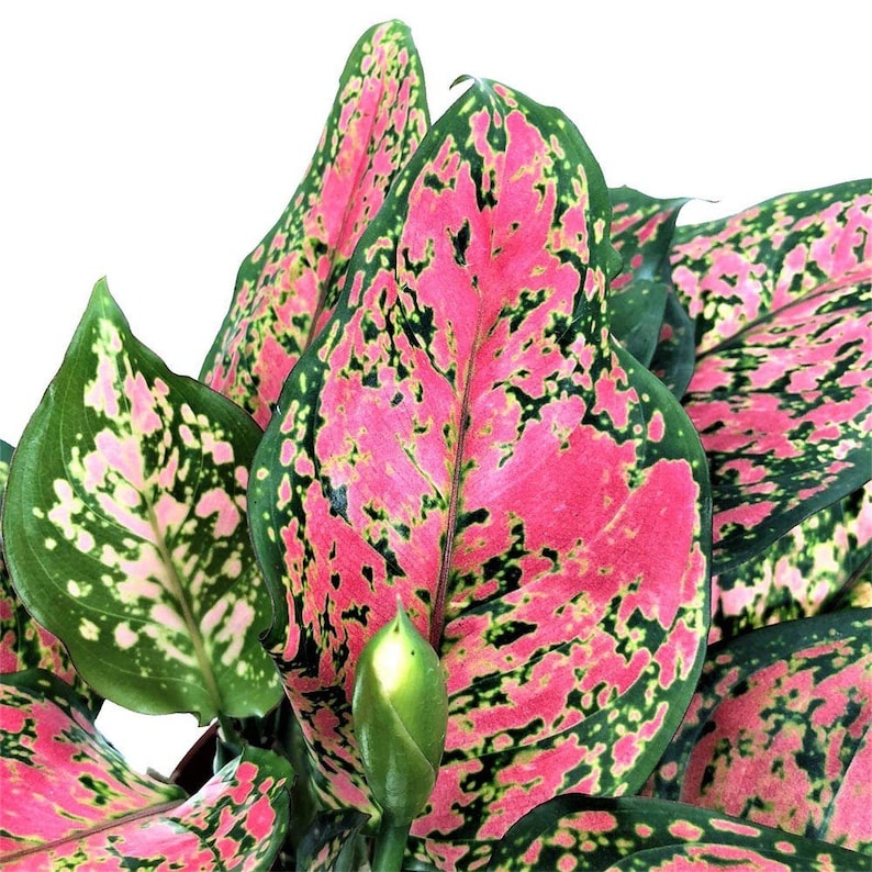 Аглаонема пинк валентин фото и описание Aglaonema Chinese Evergreen Hot Pink Valentine Wishes Live Etsy