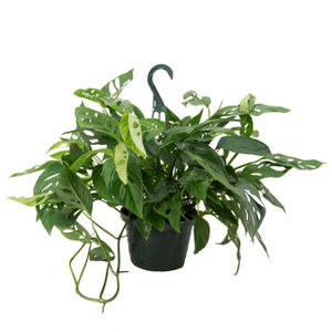 Monstera Adansonii Swiss Cheese Live Plant, 8&quot; Hanging Basket, Indoor Air Purifier