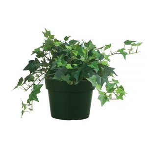 English Ivy Trailing Vine, Top indoor Air Purifier, 6" Pot