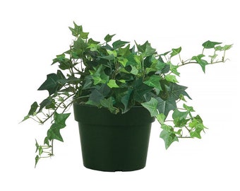 English Ivy Trailing Vine, Top indoor Air Purifier, 6" Pot