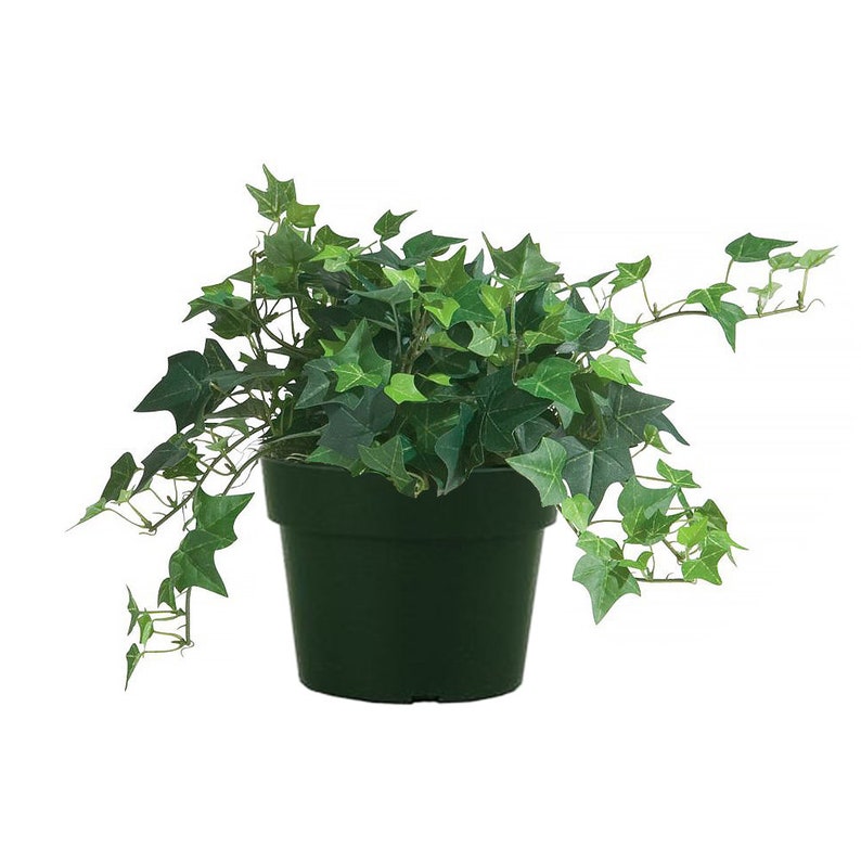 English Ivy Trailing Vine, Top indoor Air Purifier, 6 Pot image 1