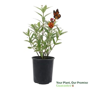 Red or Yellow Milkweed Flowering Butterfly Attractant Live Plant, 6&quot; Pot