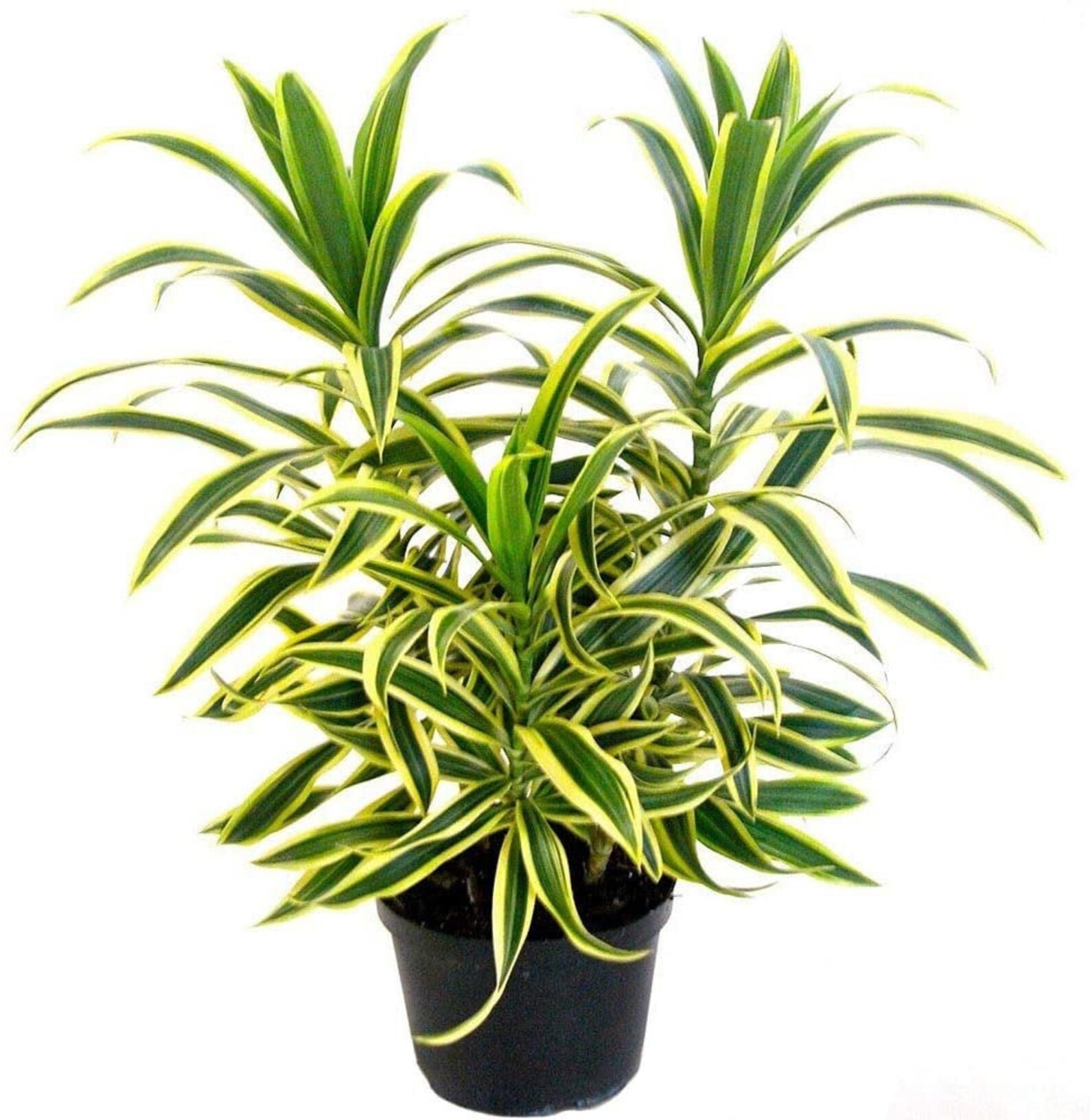 Song Of India Dracena