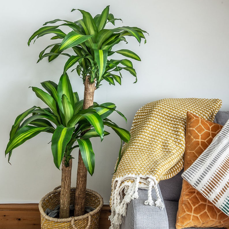 Dracaena Massangeana Live Corn Plant, 10 Pot,Large Indoor House Plant Live Tree & Easy Care Air Purifying Plant image 2