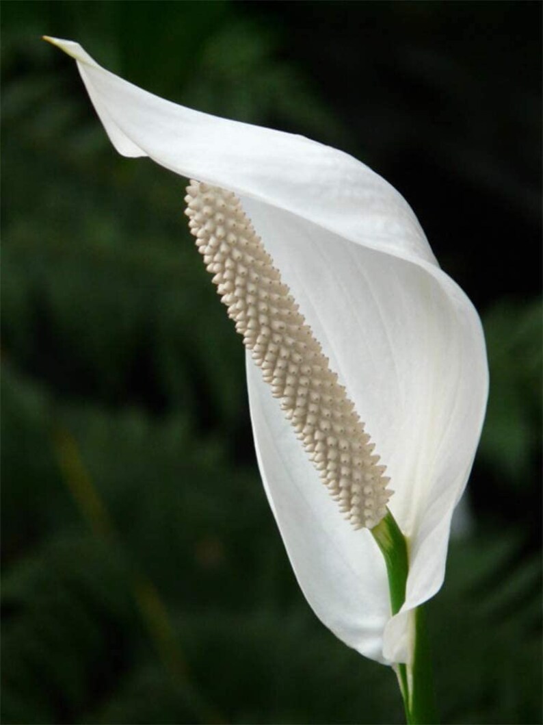 domino peace lily domino peace lily