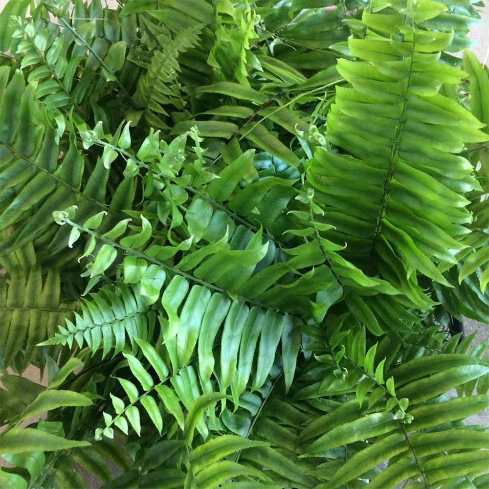 Macho Giant Sword Fern Live Plant 1 Gallon Indoor/Outdoor Etsy