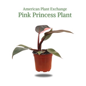 Philodendron Pink Princess, 4" Pot, Rare Indoor Houseplant