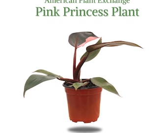 Philodendron Pink Princess, 4" Pot, Rare Indoor Houseplant
