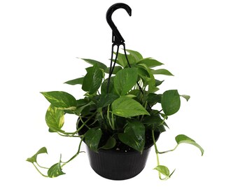 Golden Pothos Indoor/Outdoor Live Plant, Air Purifying Vine Houseplant, 8" Hanging Basket