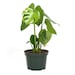 Monstera Deliciosa Split Leaf Philodendron Live Indoor House Plants, 6' Pot, Low Light Plant, Fruit Producing 