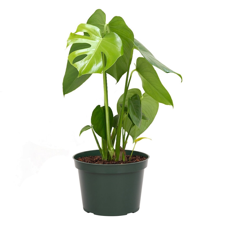 Monstera Deliciosa Split Leaf Philodendron Live Indoor House Plants, 6' Pot, Low Light Plant, Fruit Producing 