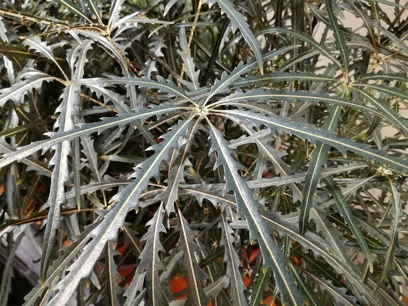 Arelia Elegantissima Plant Mary Jane Plant Live Plant Etsy