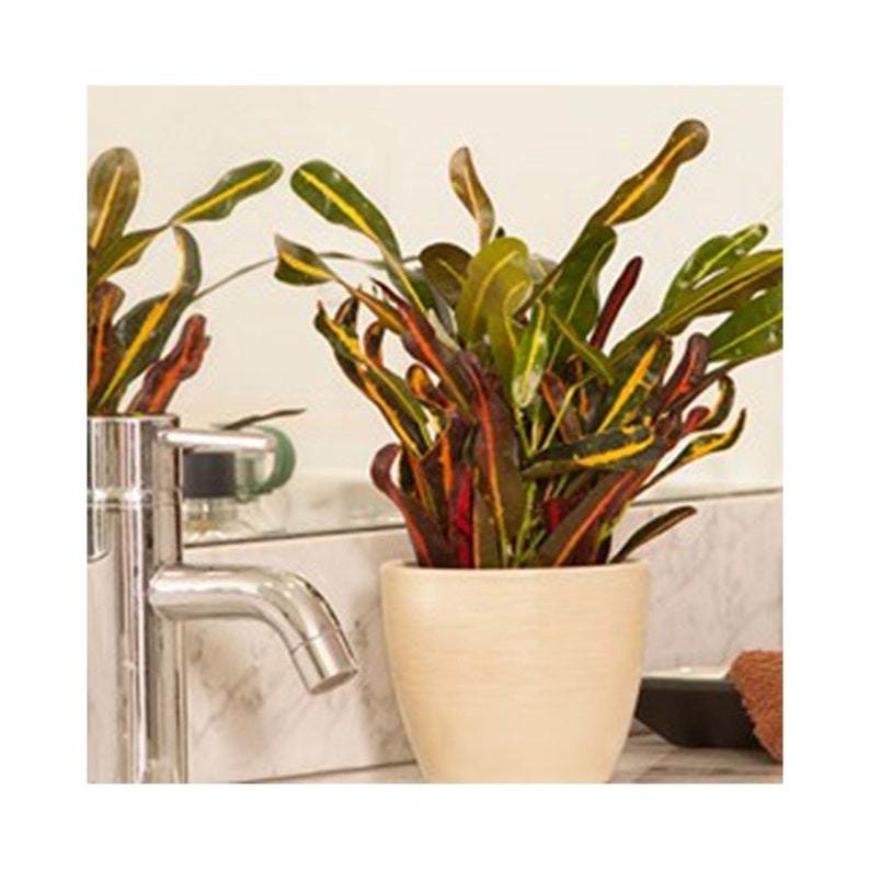 Mammy Croton Live Plant IndoorOutdoor Air Purifier! 6 1 Gallon Pot