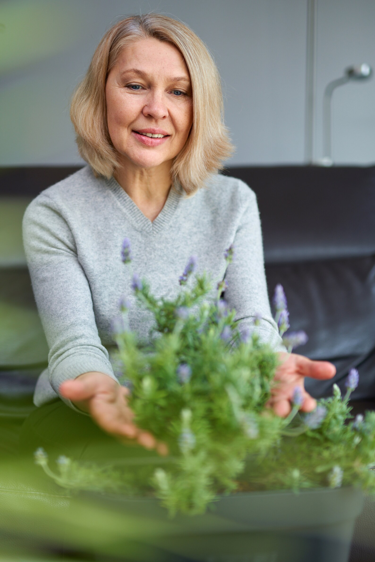 English Lavender Live Plant 6 Pot Fragrant Herb Etsy