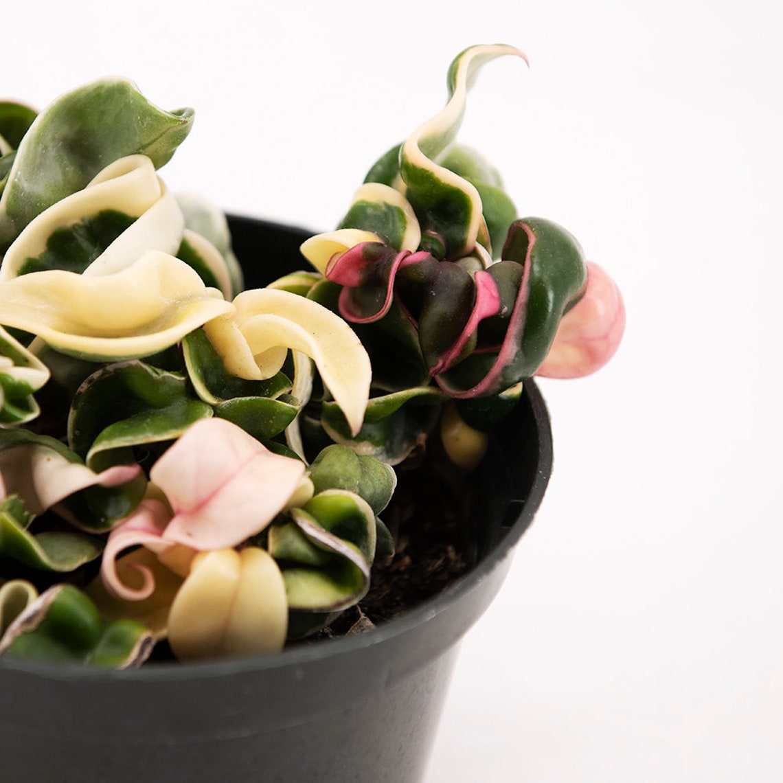 Variegated Hoya Hindu Rope Rare Houseplant Succulent Vine image 1