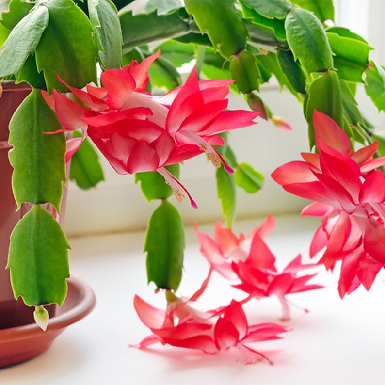 Christmas Cactus Zygocactus Assorted Colors Live Plant, 6 Pot, Growers Choice Pink, Deep Purple, White image 5
