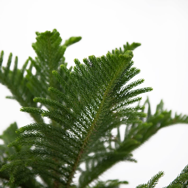 Norfolk Island Pine Tree Live Plant, 10 Pot, Adorable Indoor Air Purifying Houseplant image 2