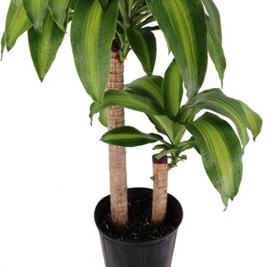 Dracaena Massangeana Live Corn Plant, 10 Pot,Large Indoor House Plant Live Tree & Easy Care Air Purifying Plant image 4