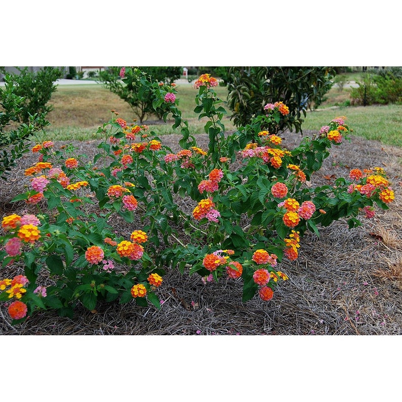 Confetti Lantana Plant Live Plant 6 Pot Multicolor Etsy
