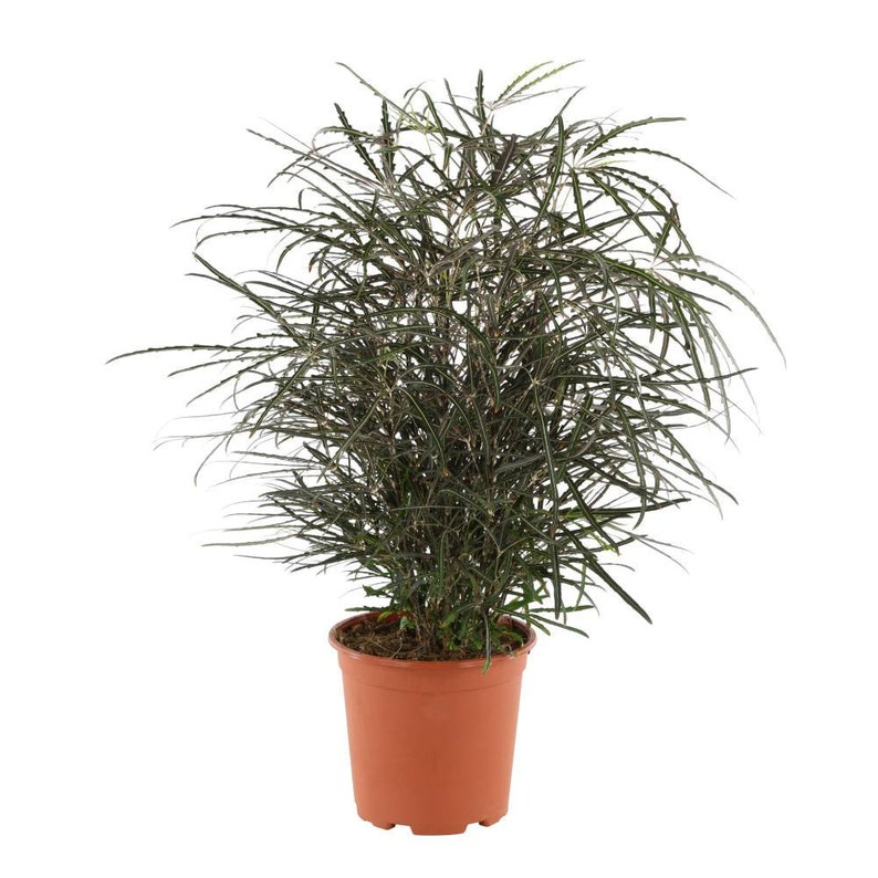 Arelia Elegantissima Plant Mary Jane Plant Live Plant Etsy