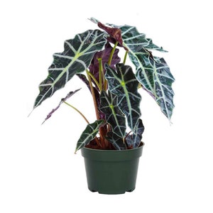 American Plant Exchange Alocasia Polly, plante masque africaine Alocasia Polly, cache-pot pour décoration de maison et de jardin, pot de 6 po.