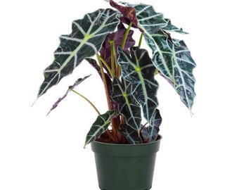 American Plant Exchange Live Alocasia Polly Plant, Alocasia Polly African Mask Plant, Plant Pot for Home and Garden Decor, 6" Pot